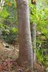 Quercus rubra