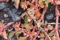 Euphorbia maculata