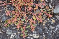 Euphorbia maculata