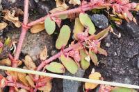 Euphorbia maculata