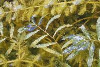 Potamogeton crispus