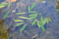 Potamogeton nodosus