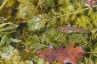 Myriophyllum
