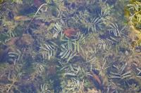 Potamogeton crispus