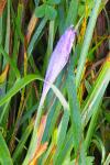 Crocus nudiflorus