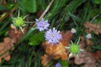 Succisa pratensis