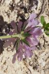 Scabiosa columbaria