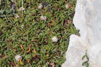 Globularia repens