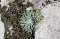 Saxifraga longifolia