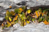 Rhamnus pumila
