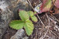 Drymocallis rupestris