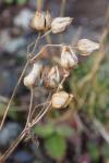 Drymocallis rupestris