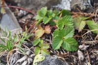 Drymocallis rupestris