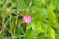 Oenothera rosea