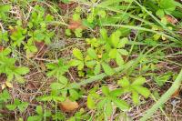 Potentilla reptans