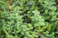 Mentha suaveolens