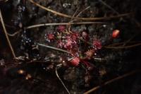 Drosera intermedia