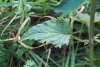 Campanula trachelium