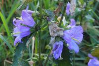 Campanula trachelium