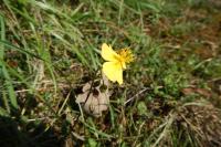 Helianthemum nummularium