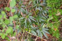 Helleborus foetidus