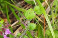 Clinopodium nepeta
