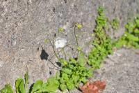 Campanula persicifolia