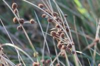 Scirpoides holoschoenus