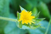 Helminthotheca echioides