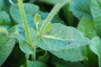 Helminthotheca echioides