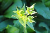 Helminthotheca echioides