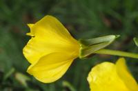 Oenothera biennis