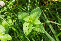 Mentha aquatica