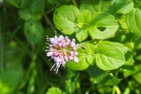 Mentha aquatica
