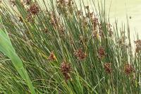Juncus acutus