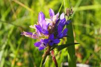 Campanula glomerata