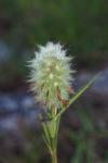 Trifolium angustifolium