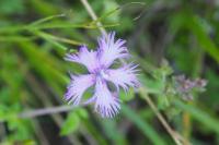 Dianthus hyssopifolius