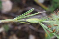 Trifolium angustifolium