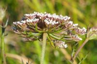 Daucus carota