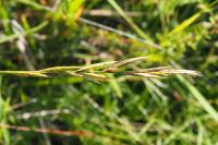Brachypodium rupestre