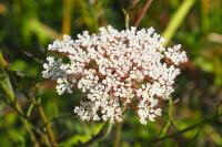 Daucus carota