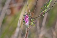 Odontites vernus subsp. serotinus
