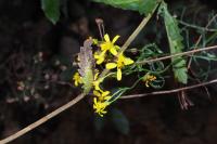 Jacobaea adonidifolia