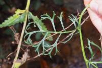 Jacobaea adonidifolia