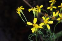 Jacobaea adonidifolia