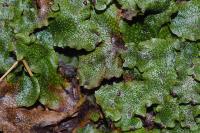 Conocephalum salebrosum