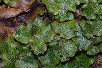 Conocephalum salebrosum