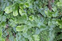 Conocephalum conicum