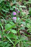 Cephalanthera rubra